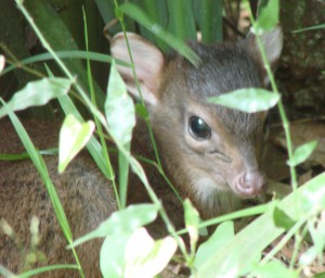 daisy on her first day in the enclosure