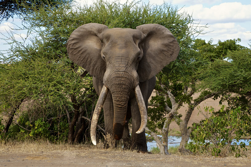 kruger_park_mammals