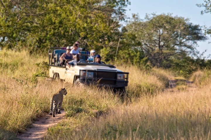 Learning the language whilst on safari