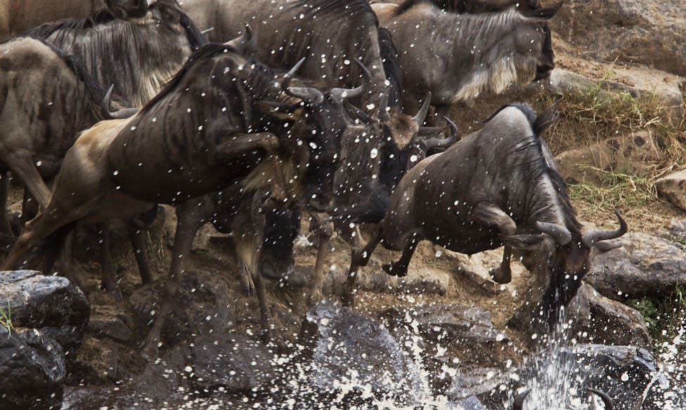 wildebeest migration