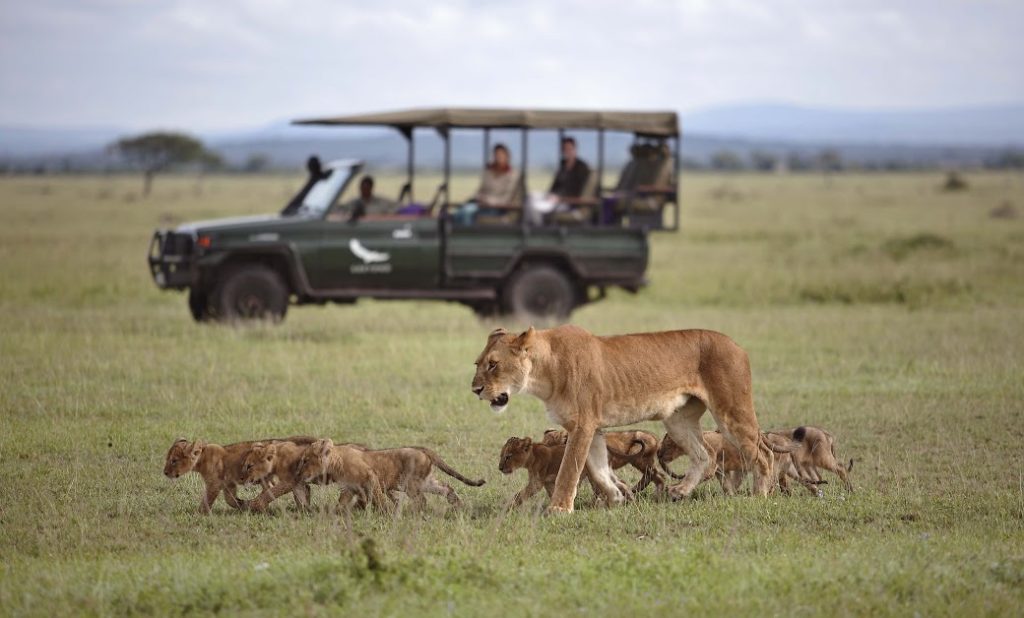 lioness and cubs