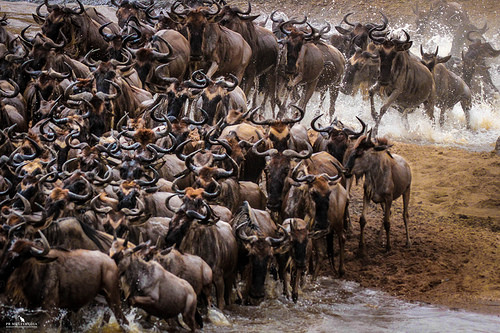 Wildebeest Migration