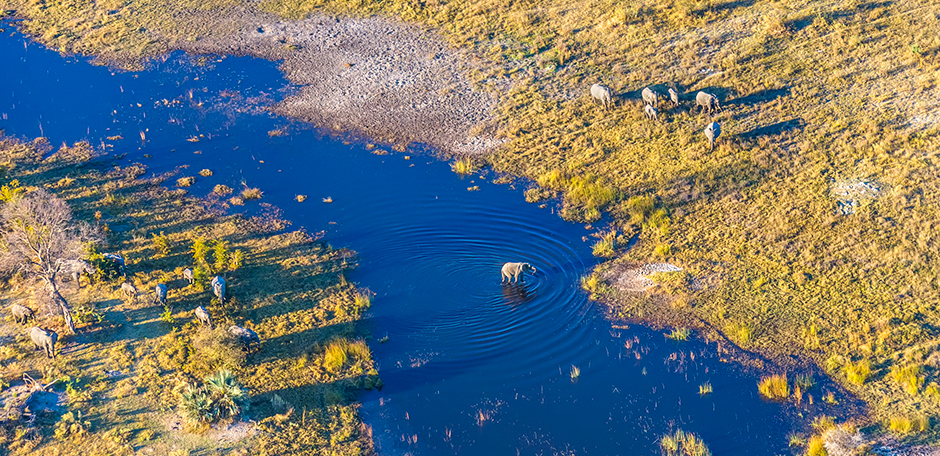 okavango delta