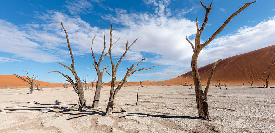 sossusvlei trees