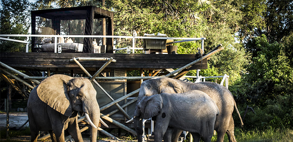 abu camp, botswana