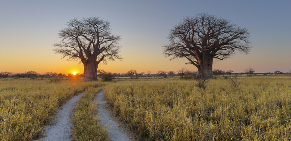 Nxai pan baobab