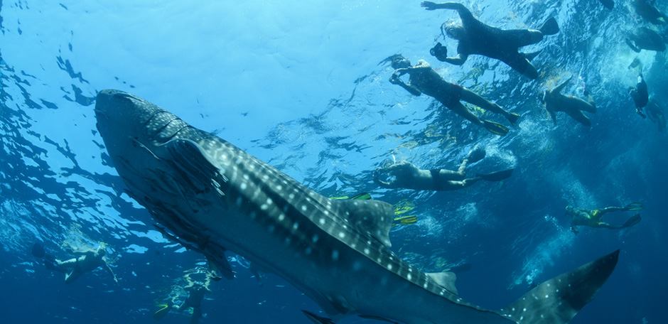 Snorkelers enjoy a sighting of a whale shark in Kenya