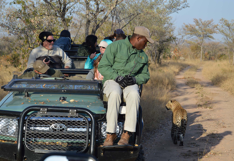 Up-close encounter with a leopard in the Greater Kruger Park