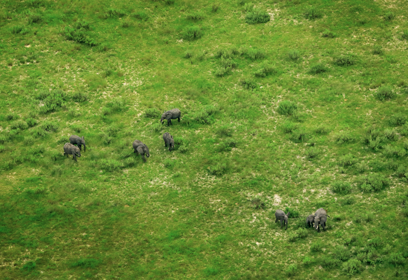 Elephant herd grazing the green pastures