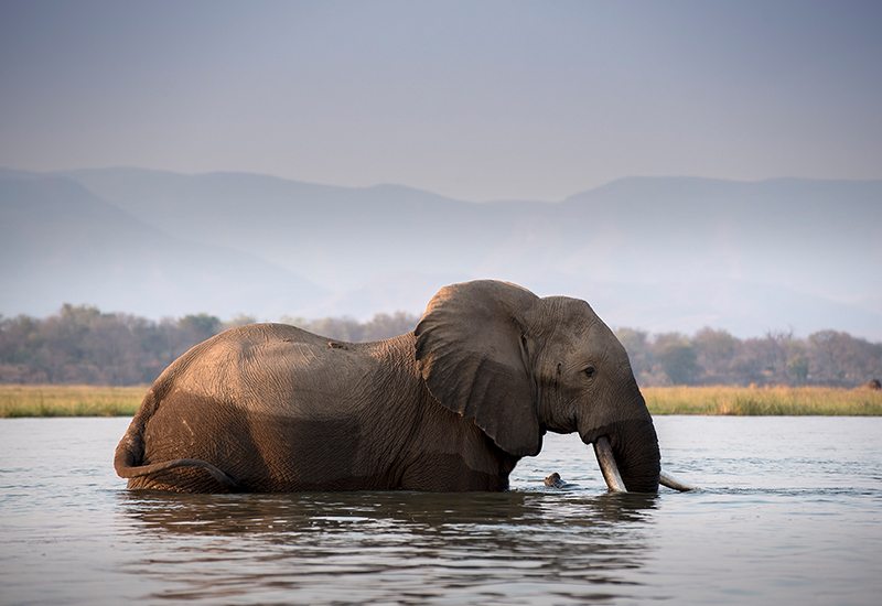 elephant in water