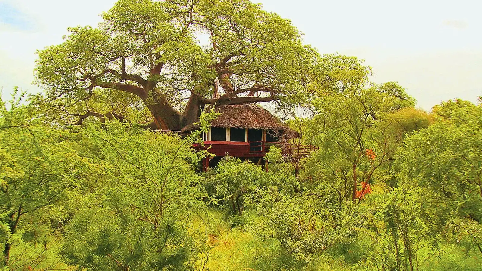 tree tops jungle safari