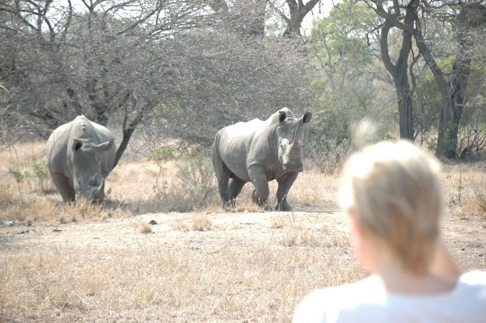 Plains Camp @ Rhino Walking Safaris