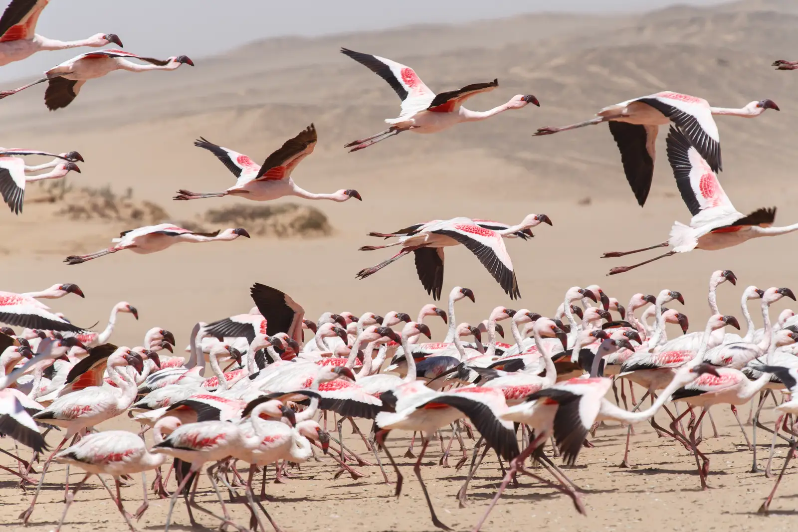 swakopmund tour from south africa