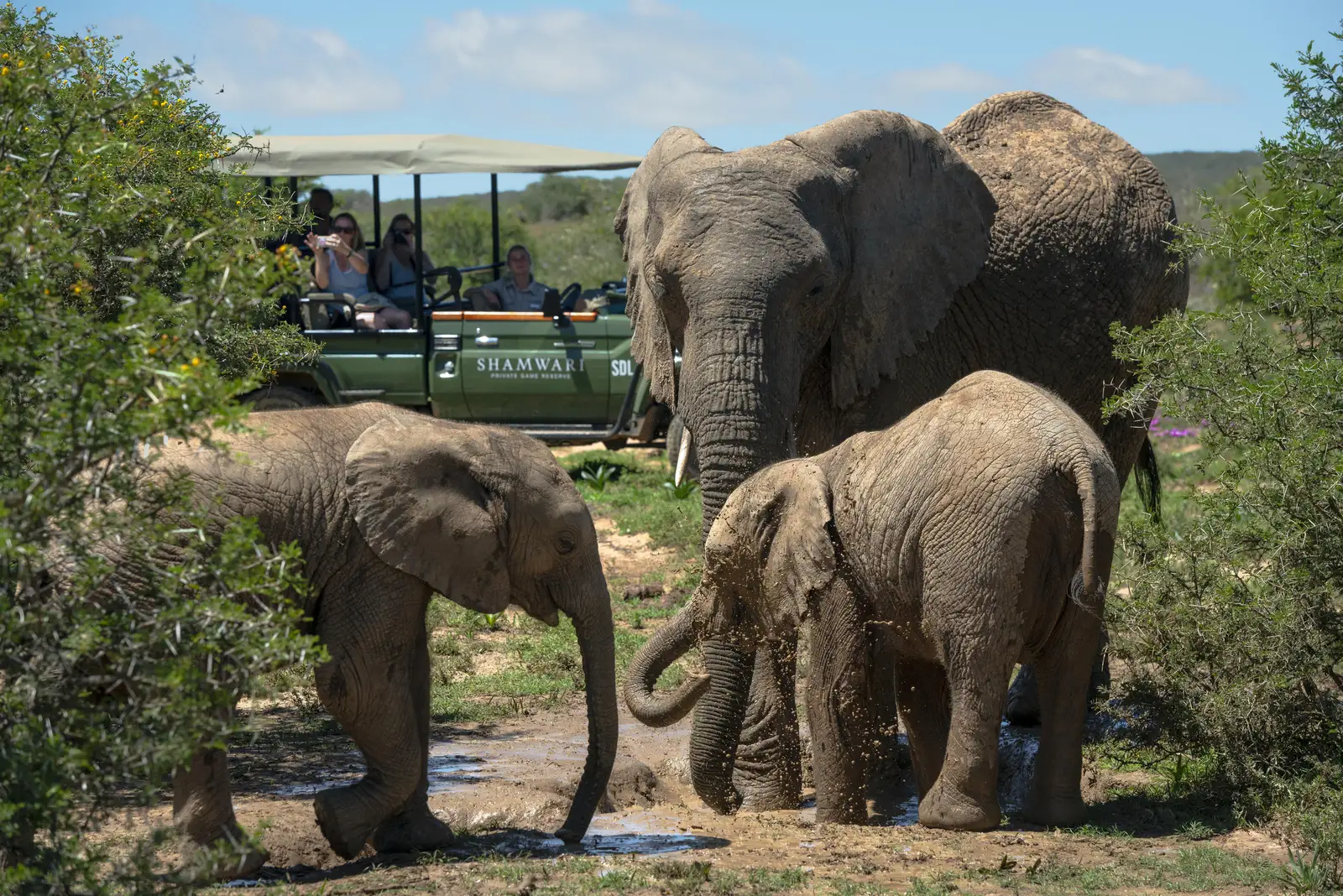 shamwari safari buchen