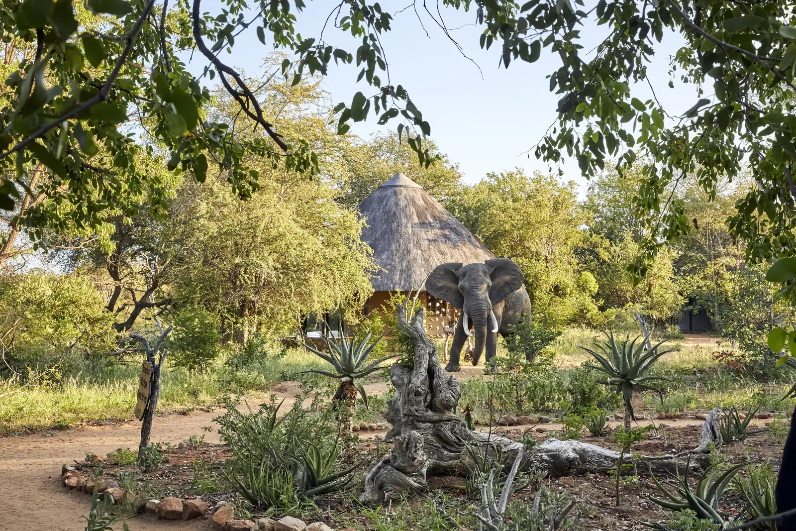 Motswari Private Game Reserve 