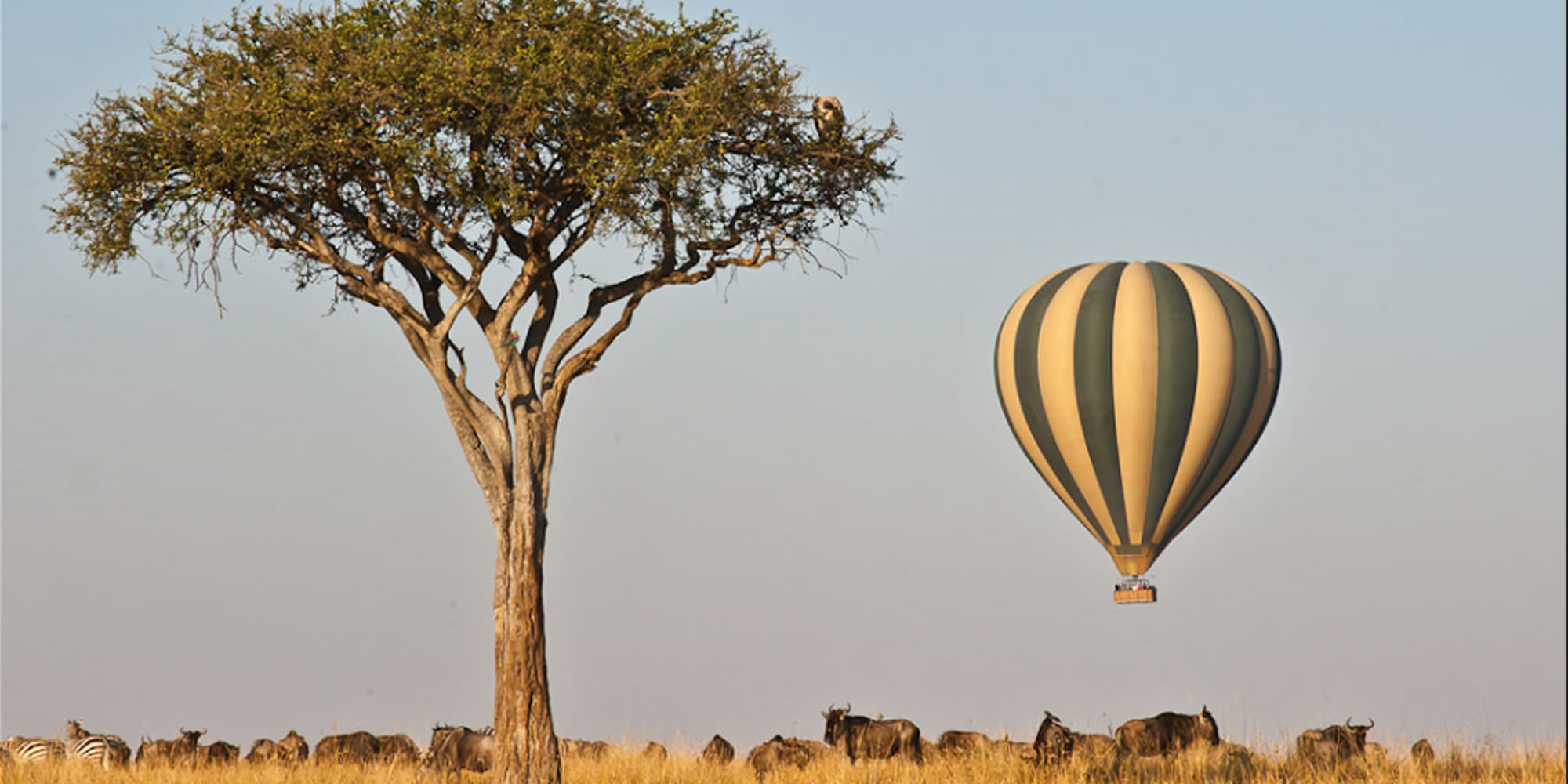 africa safari kenia