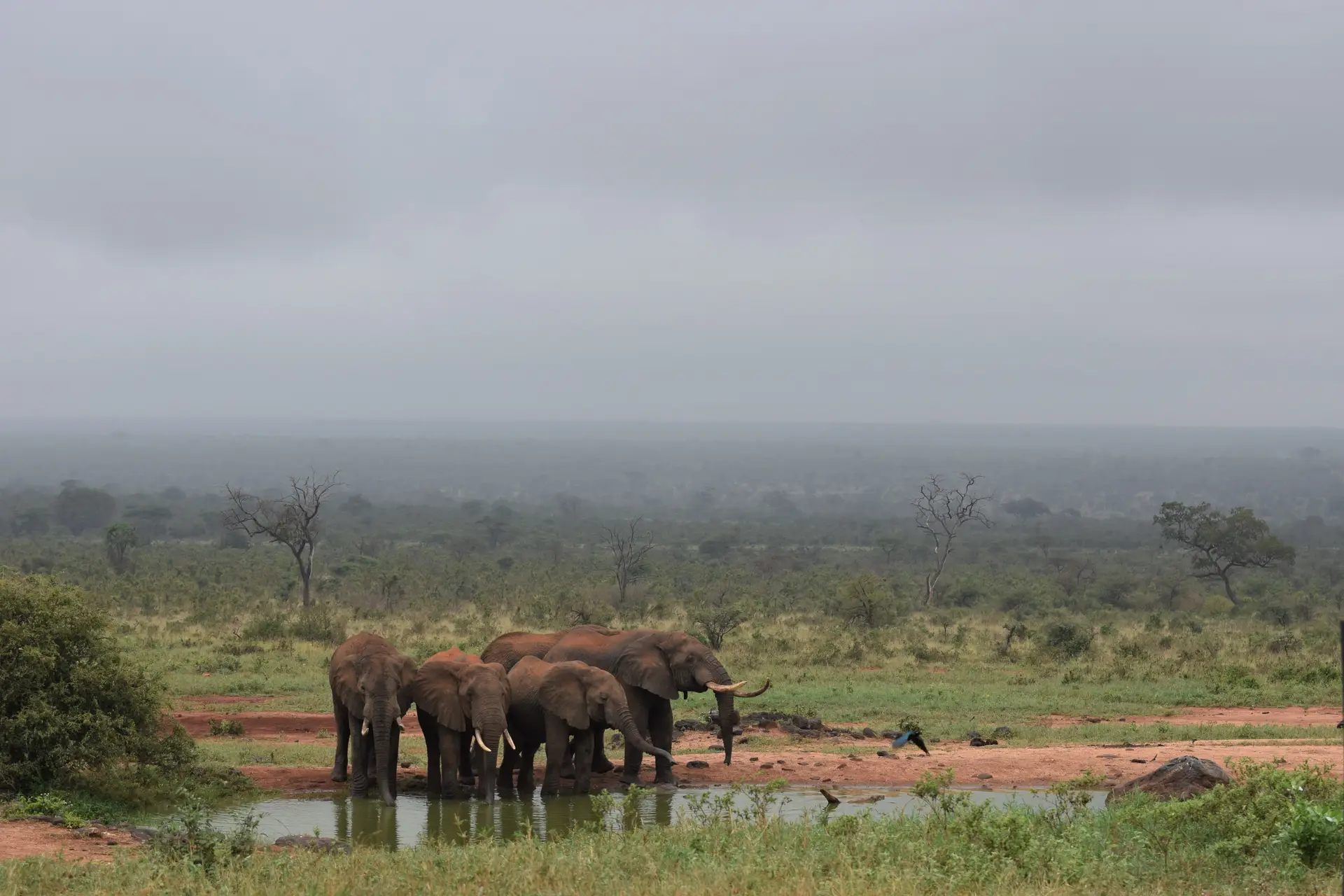 safari kenia 7 dagen