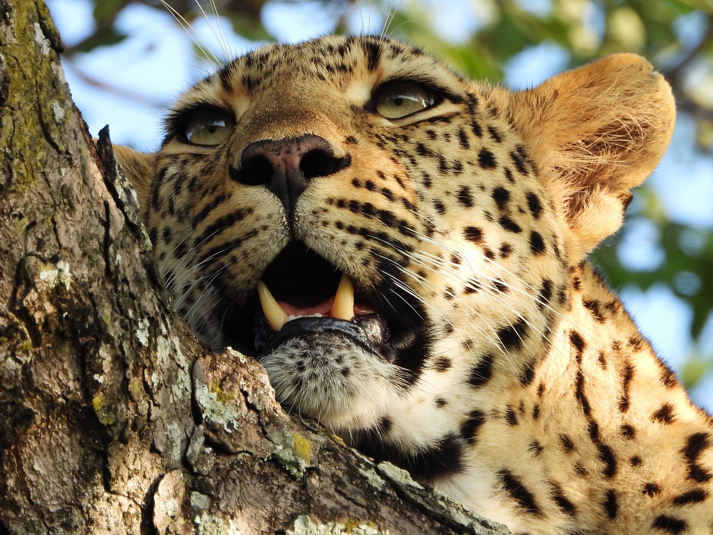 Pictures taken by our guests at Inyati Game Lodge in the Sabi Sands