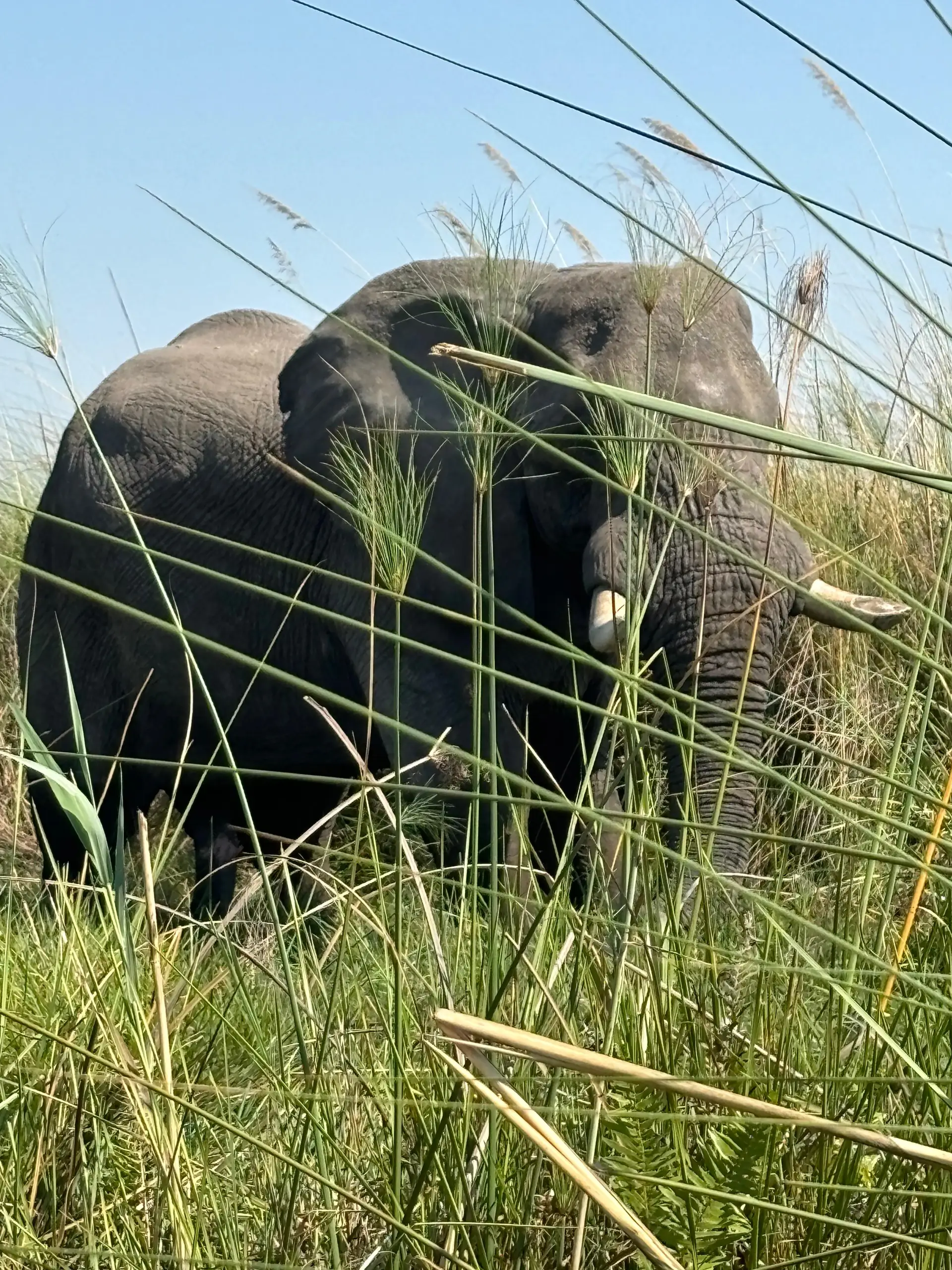 Amazing pics from a US guest who stayed at Chobe Game Lodge and Camp Okavango in Botswana