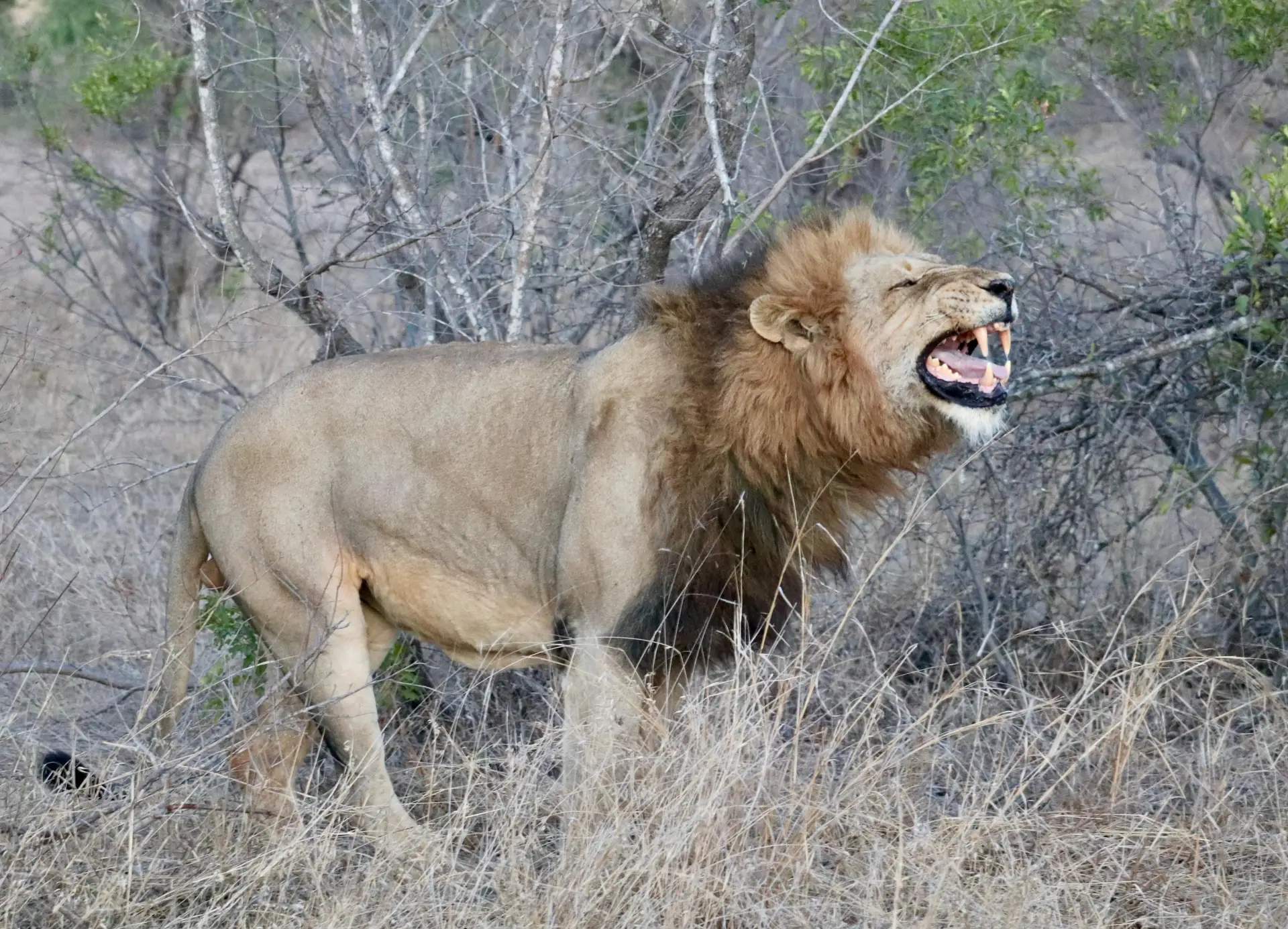 American guests who stayed in Saseka Tented Camp in the ThorrnyBush, part of the Greater Kruger Park