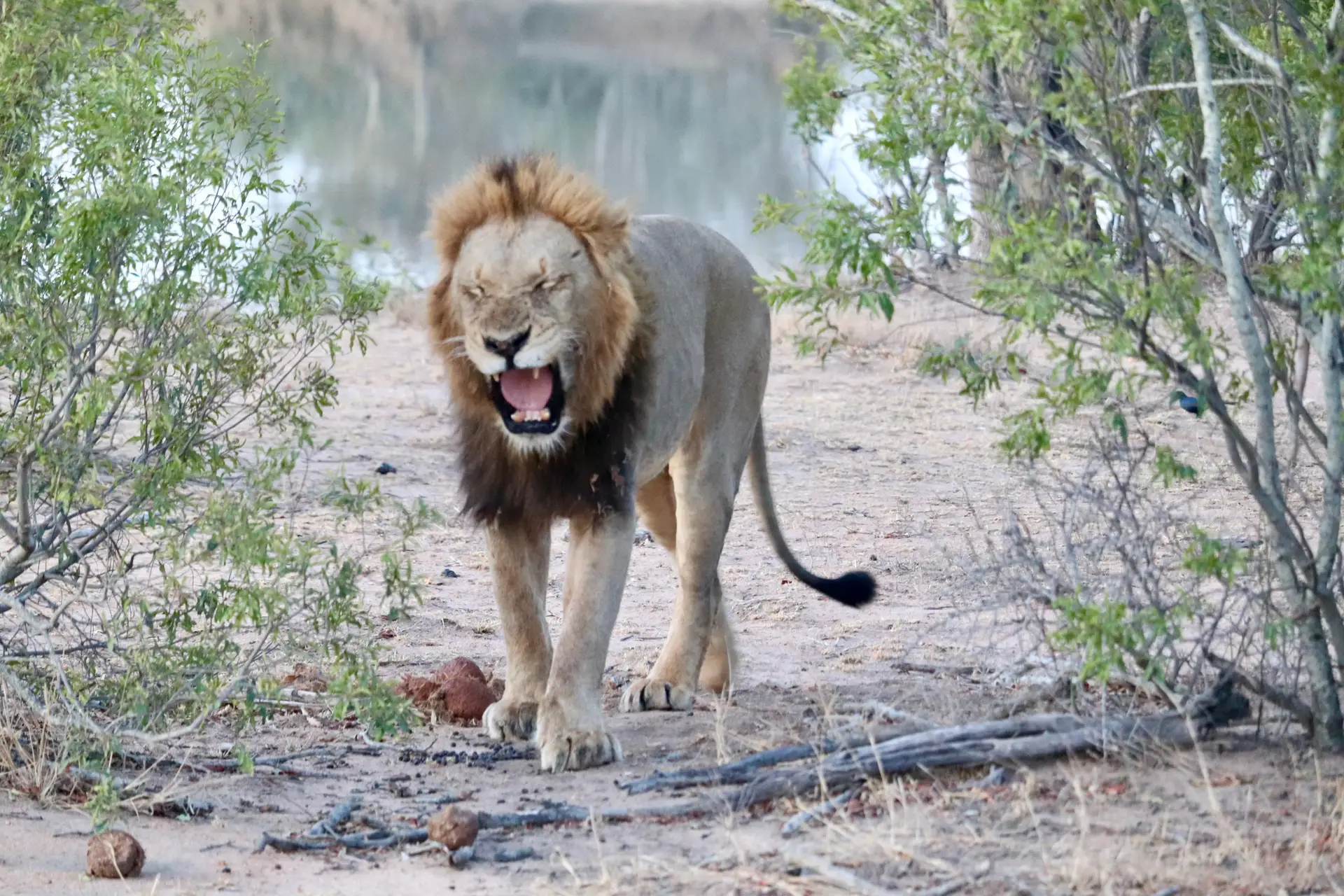 American guests who stayed in Saseka Tented Camp in the ThorrnyBush, part of the Greater Kruger Park