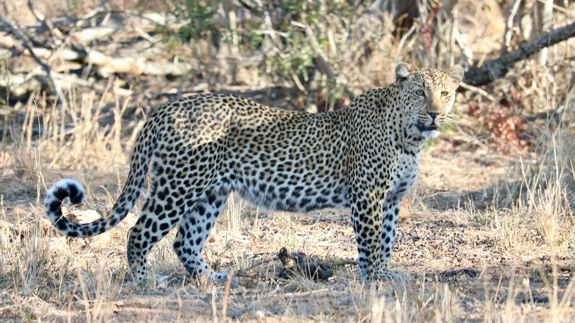 American guests who stayed in Saseka Tented Camp in the ThorrnyBush, part of the Greater Kruger Park