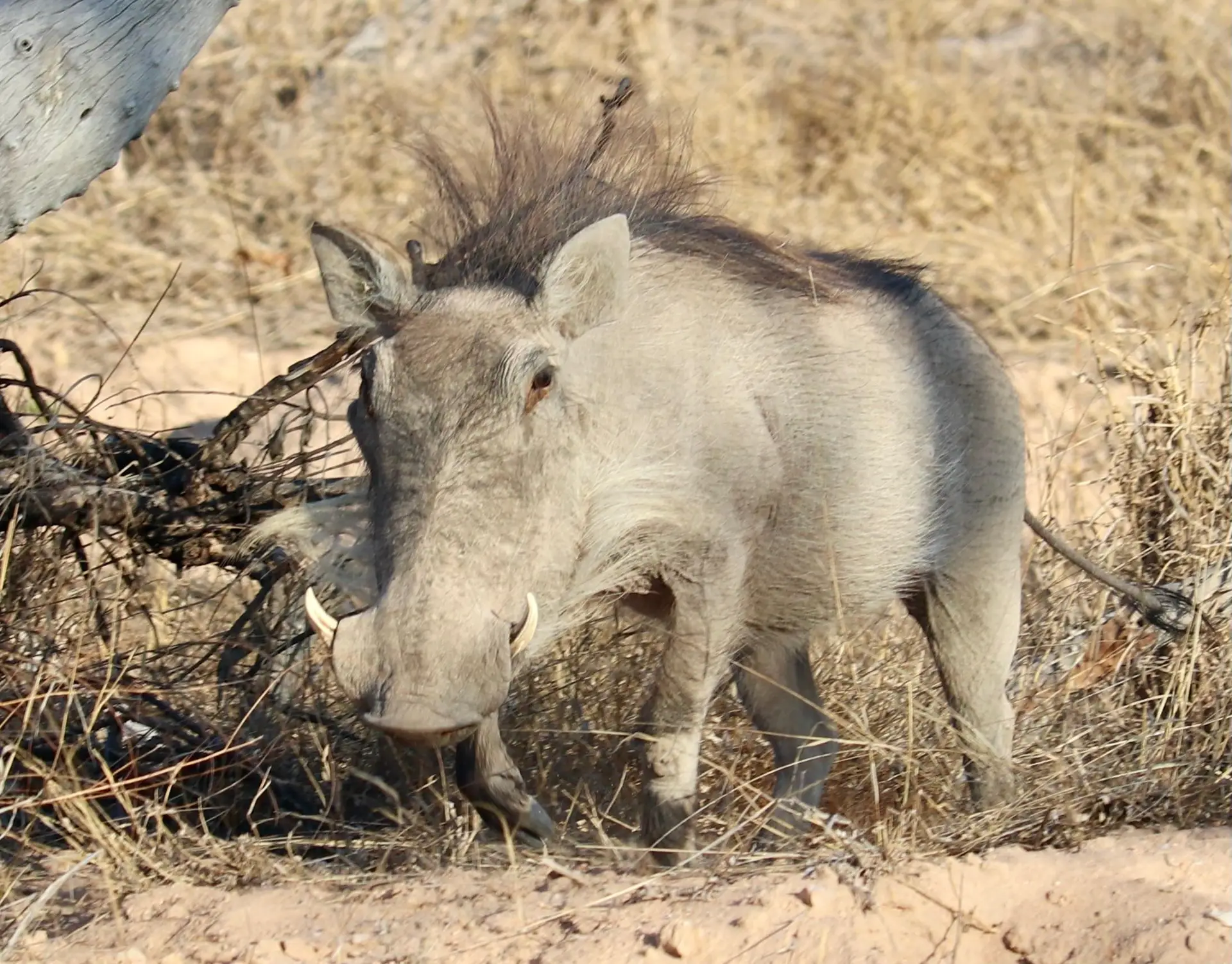 American guests who stayed in Saseka Tented Camp in the ThorrnyBush, part of the Greater Kruger Park