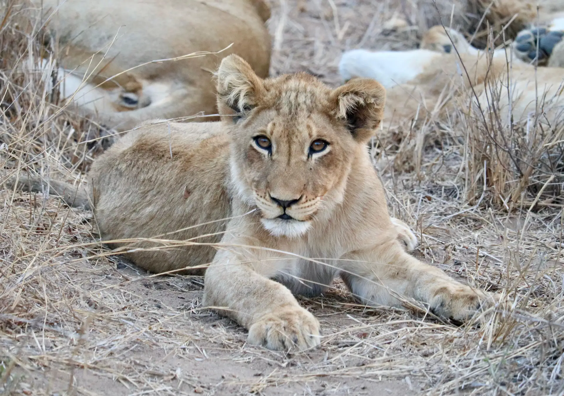 American guests who stayed in Saseka Tented Camp in the ThorrnyBush, part of the Greater Kruger Park