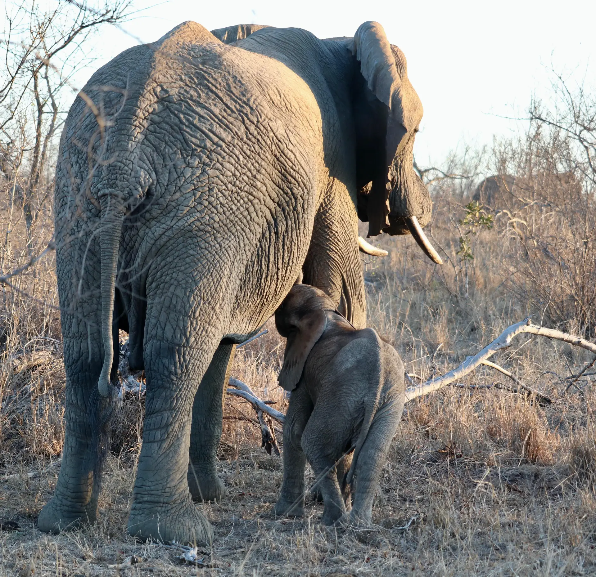 American guests who stayed in Saseka Tented Camp in the ThorrnyBush, part of the Greater Kruger Park