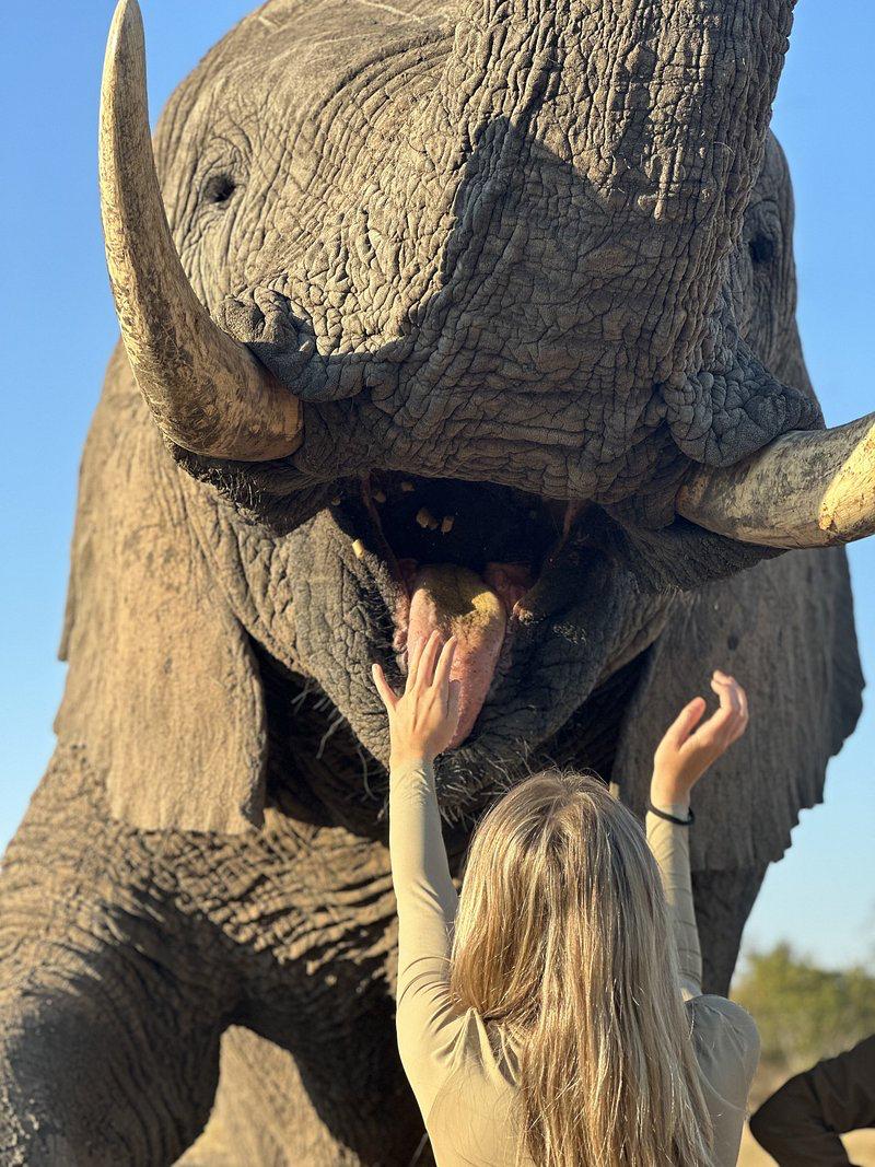 American guests who stayed at Camp Jabulani in the Kapama Game Reserve had the incredible opportunity to interact with elephants in a safe and supervised environment