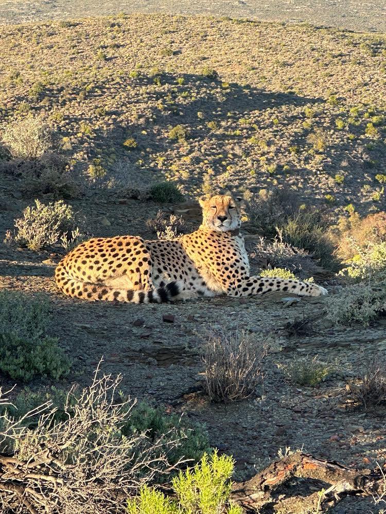  American guests who stayed at Sanbona Game Reserve, just a scenic three-hour drive from Cape Town, immersed themselves in the breathtaking beauty of this renowned wildlife sanctuary