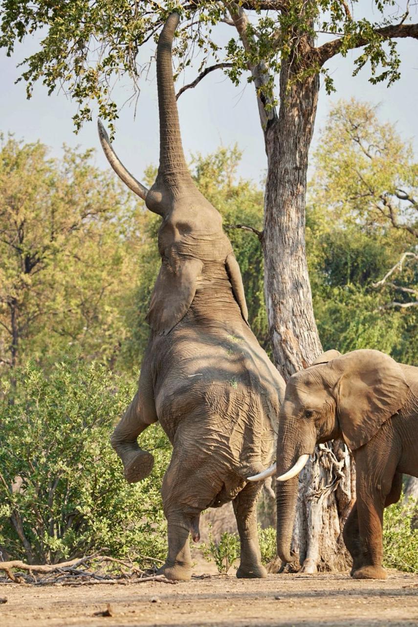 One of our customers captured this unforgettable moment with the legendary elephant named Boswell in Mana Pools