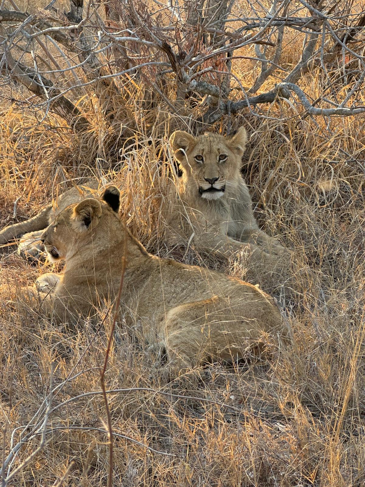  Photos shared by our American guests during their stay at Kings Camp in the Timbavati Private Nature Reserve, part of the Greater Kruger Area, capturing intimate moments with Africa's iconic wildlife and the timeless beauty of the bush