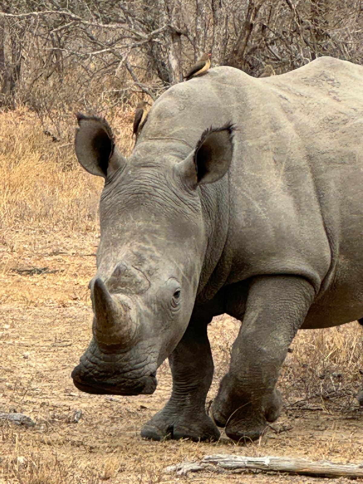  Photos shared by our American guests during their stay at Kings Camp in the Timbavati Private Nature Reserve, part of the Greater Kruger Area, capturing intimate moments with Africa's iconic wildlife and the timeless beauty of the bush