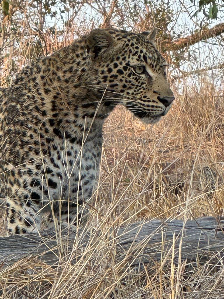  Photos shared by our American guests during their stay at Kings Camp in the Timbavati Private Nature Reserve, part of the Greater Kruger Area, capturing intimate moments with Africa's iconic wildlife and the timeless beauty of the bush