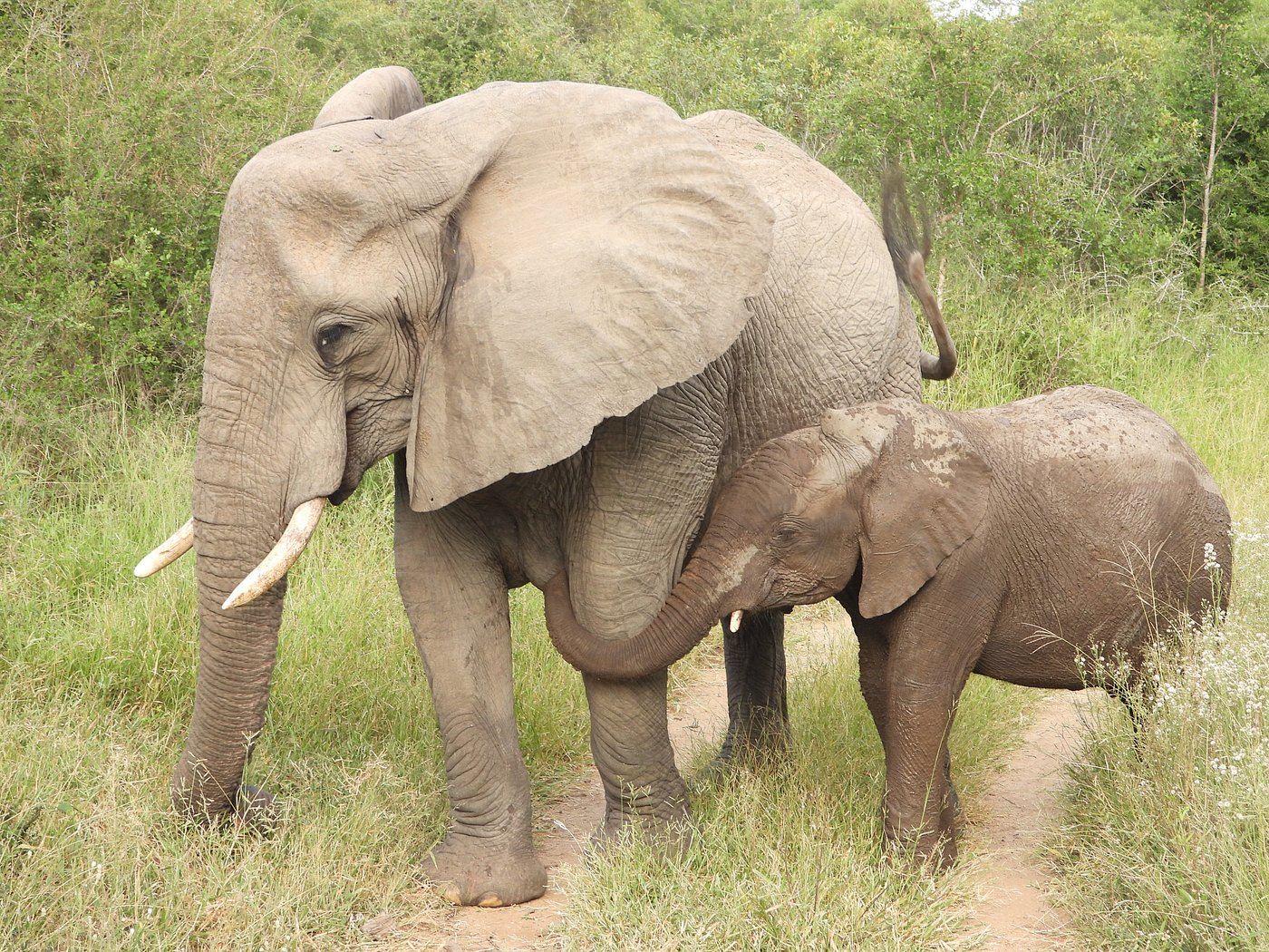 Pictures taken by our guests at Inyati Game Lodge in the Sabi Sands