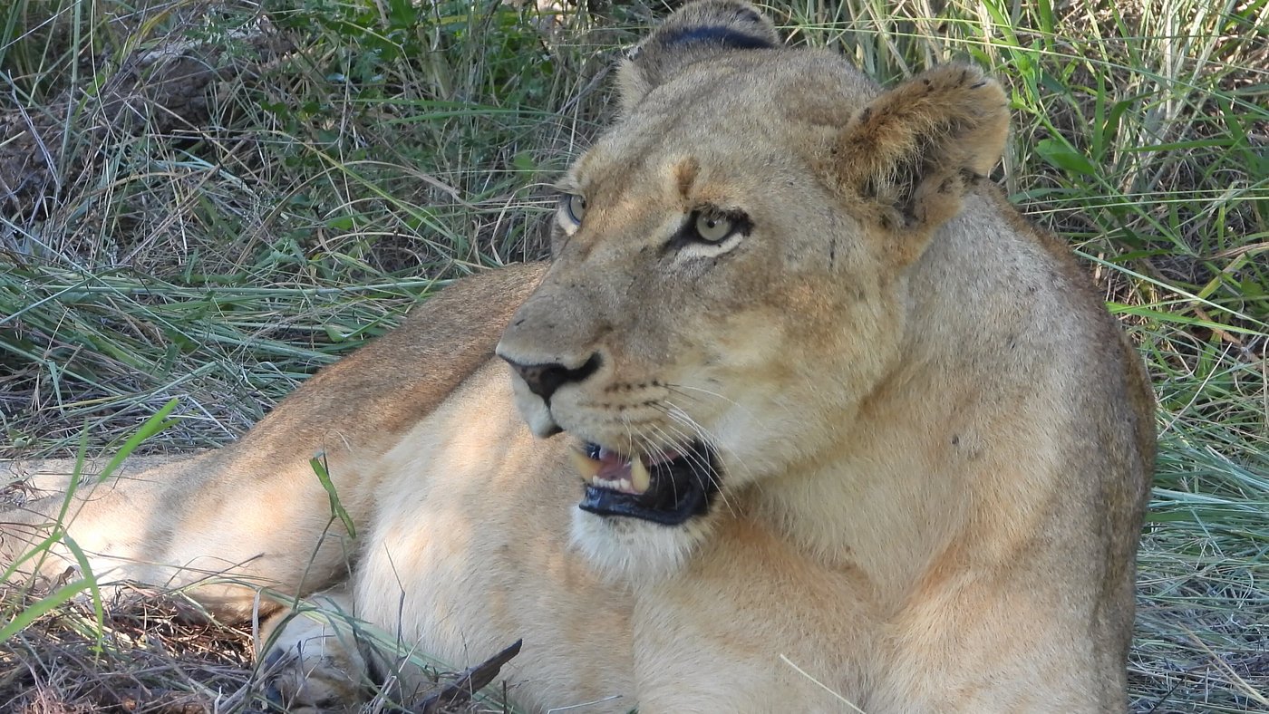 Pictures taken by our guests at Inyati Game Lodge in the Sabi Sands