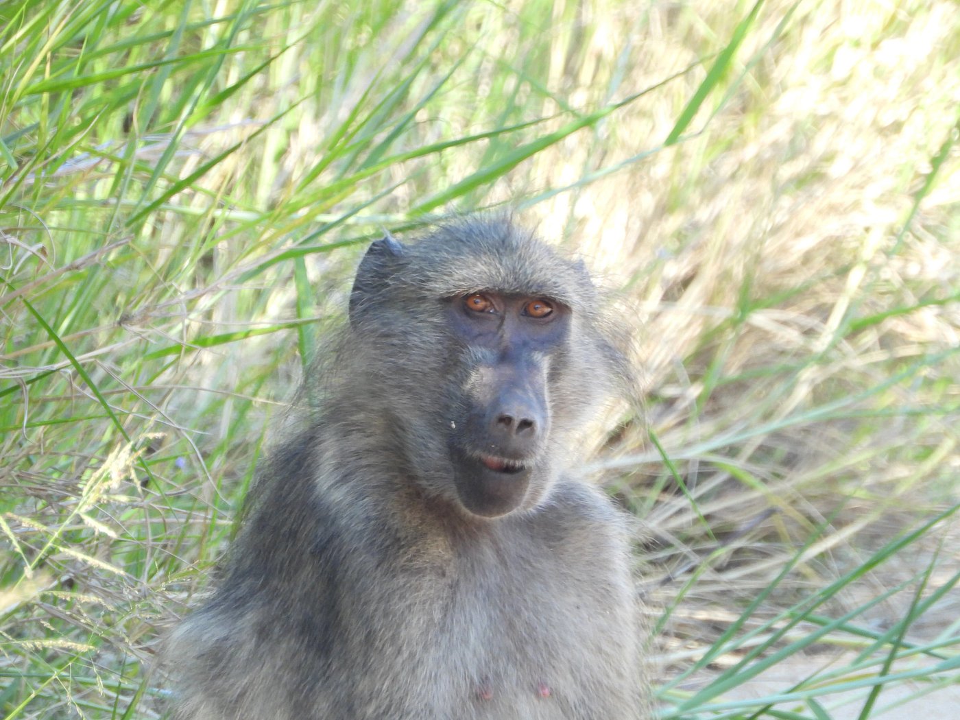 Pictures taken by our guests at Inyati Game Lodge in the Sabi Sands