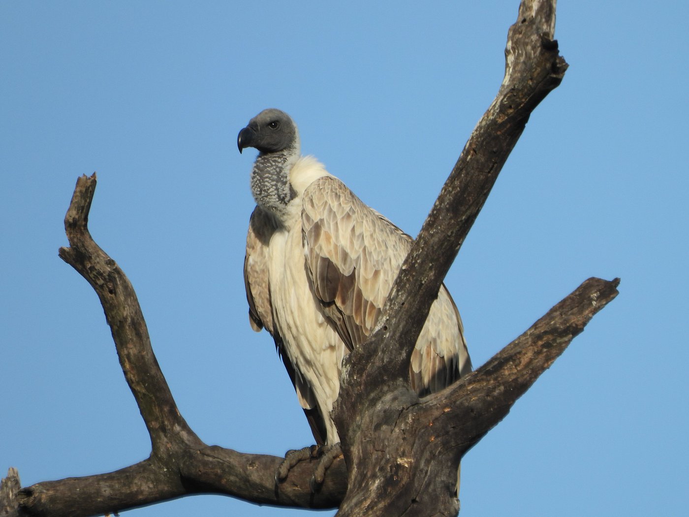 Pictures taken by our guests at Inyati Game Lodge in the Sabi Sands