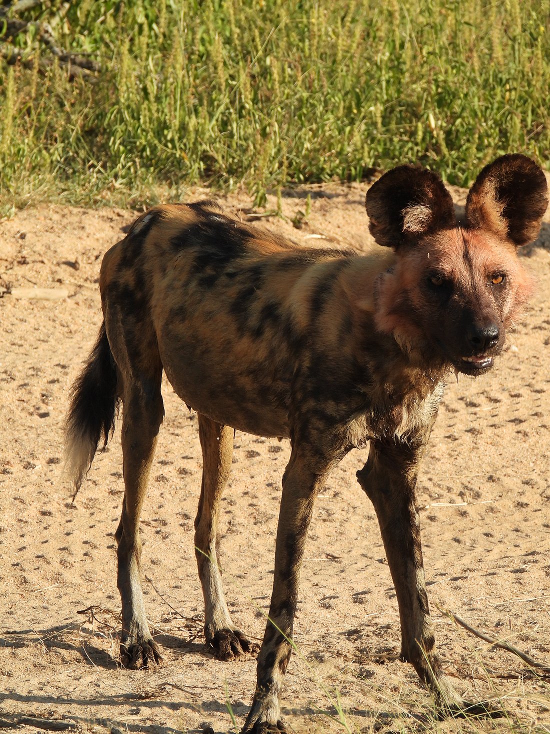 Pictures taken by our guests at Inyati Game Lodge in the Sabi Sands