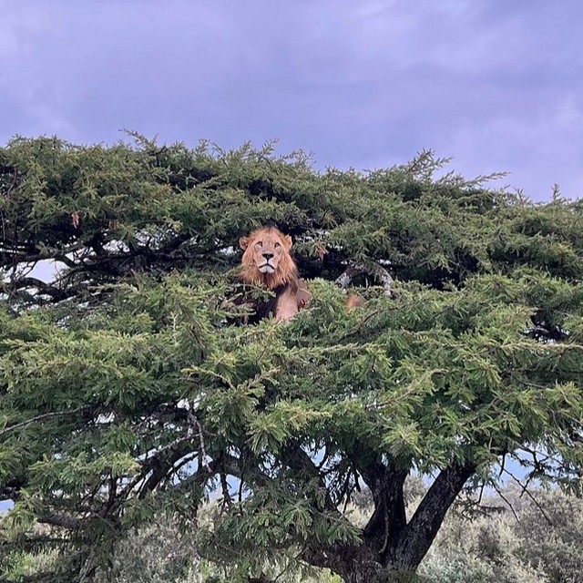 One of our guests captured this rare and magnificent moment at Lake Nakuru, Kenya