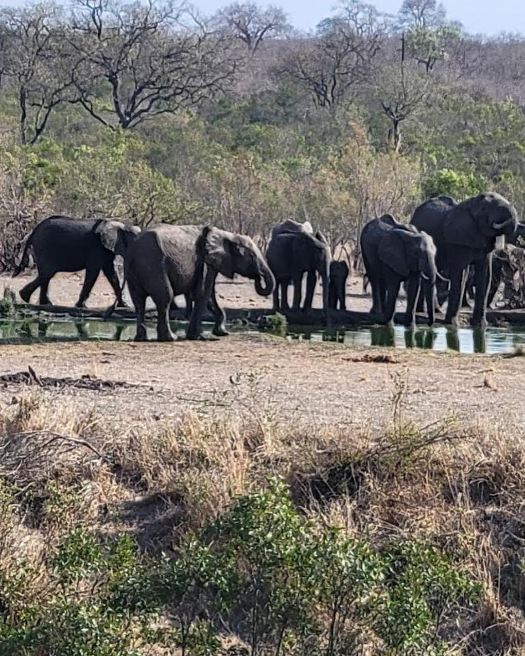 Amazing pics from one our guests who recently returned from a remarkable safari at Kirkman’s Kamp in Sabi Sands