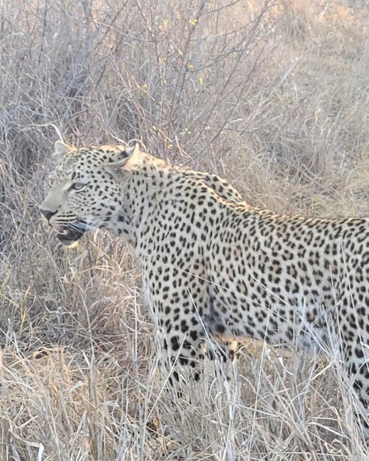 Amazing pics from one our guests who recently returned from a remarkable safari at Kirkman’s Kamp in Sabi Sands