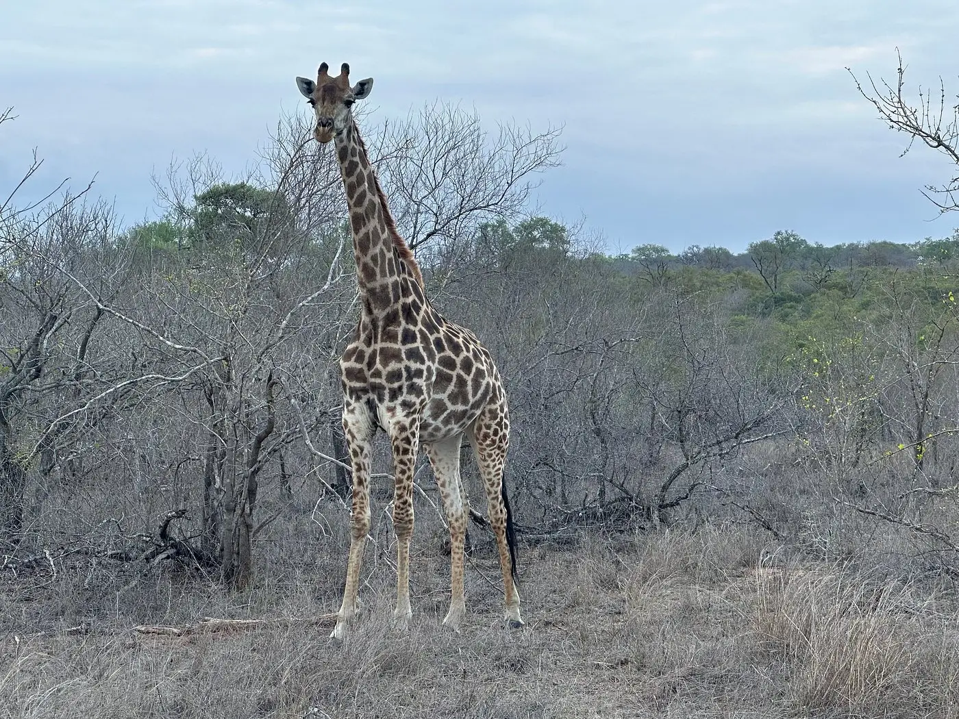 A Florida guest's unforgettable safari journey through Cape Town, Victoria Falls, and Sabi Sands, featuring close encounters with rhinos, giraffes, and lions at Dulini Moya Lodge