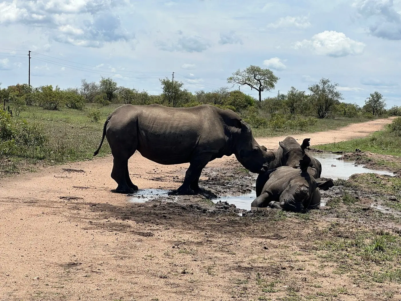 A Florida guest's unforgettable safari journey through Cape Town, Victoria Falls, and Sabi Sands, featuring close encounters with rhinos, giraffes, and lions at Dulini Moya Lodge