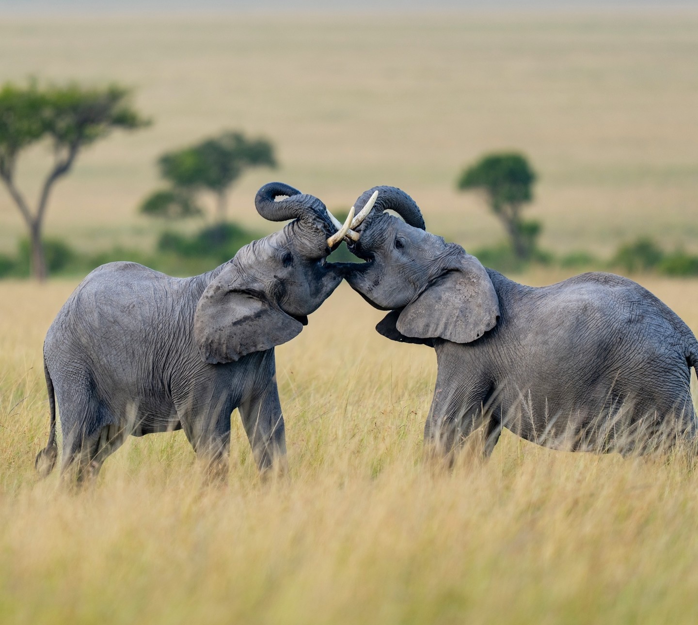 Beautiful moment captured by one of our guests visiting Governor's Camp in Masai Mara, Kenya