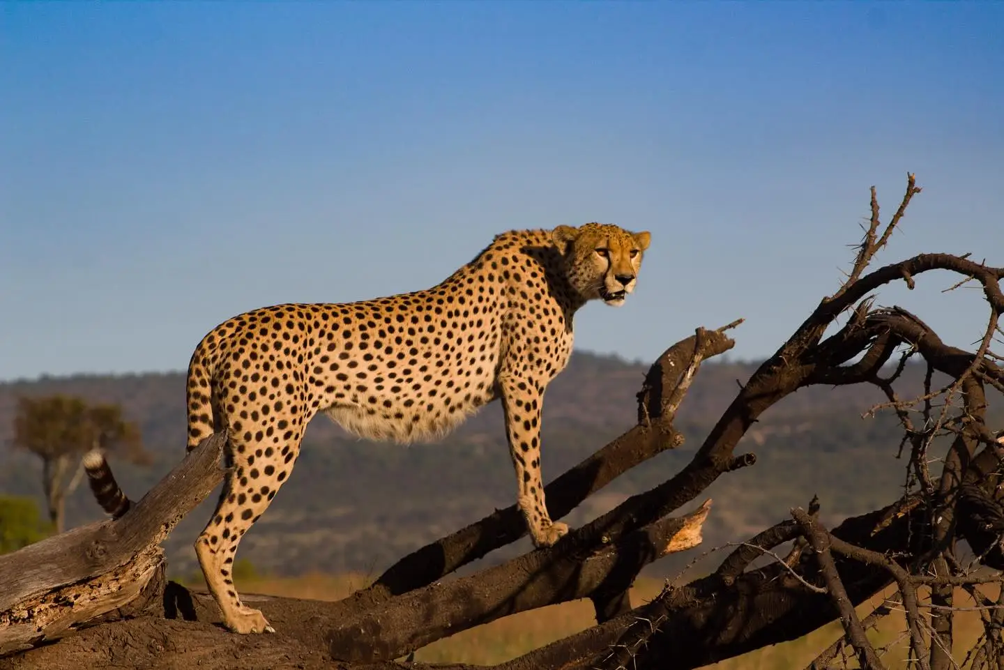 Our guests from Singapore who dined under the stars, encountered lions, cheetahs, and giraffes, and flew between AndBeyond Klein’s Camp, Grumeti Serengeti River Lodge, and Ngorongoro Crater Lodge during their unforgettable Tanzania safari