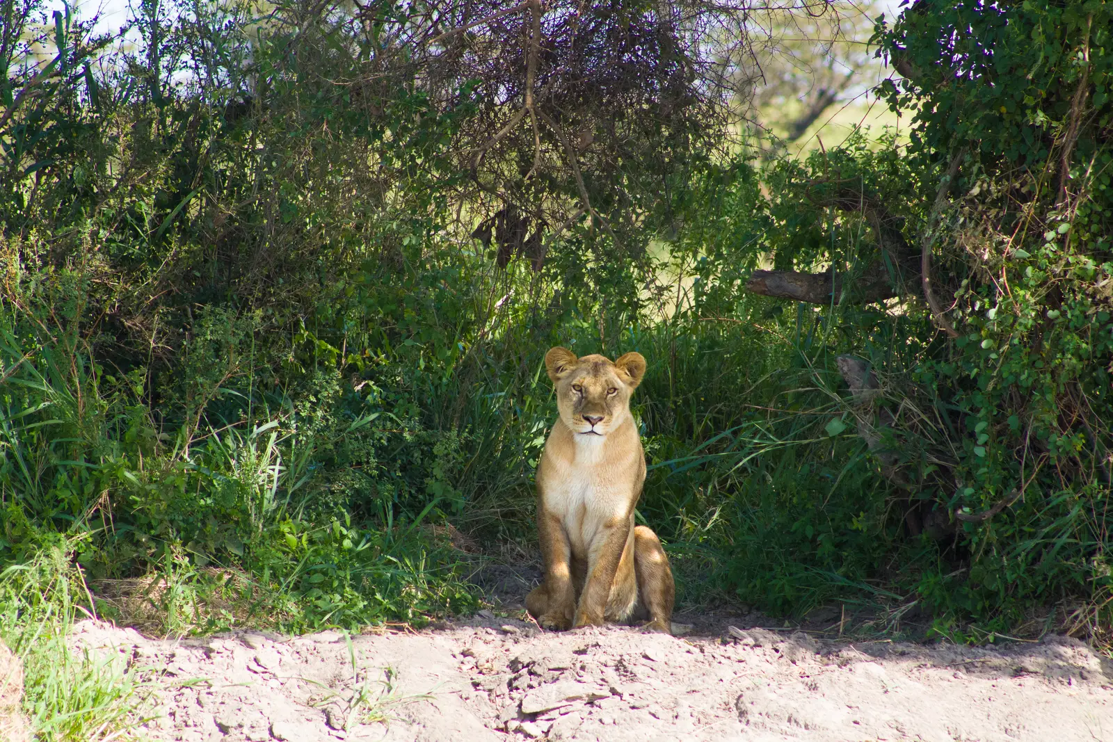 Our guests from Singapore who dined under the stars, encountered lions, cheetahs, and giraffes, and flew between AndBeyond Klein’s Camp, Grumeti Serengeti River Lodge, and Ngorongoro Crater Lodge during their unforgettable Tanzania safari