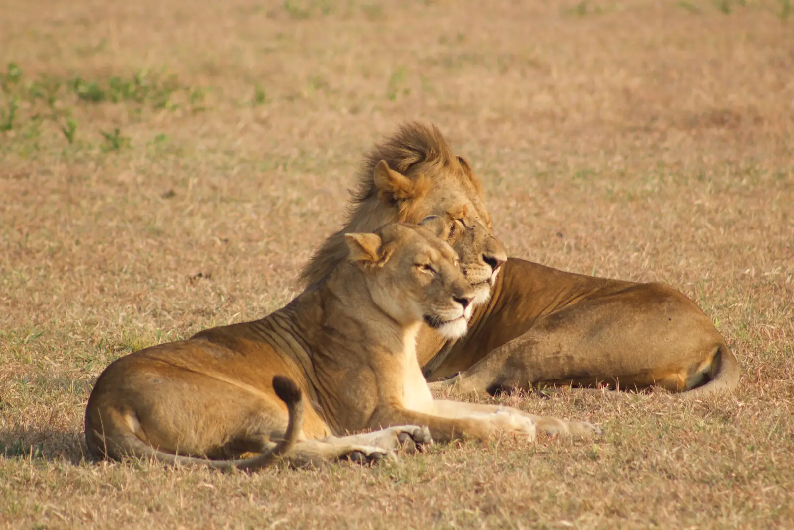 Our guests from Singapore who dined under the stars, encountered lions, cheetahs, and giraffes, and flew between AndBeyond Klein’s Camp, Grumeti Serengeti River Lodge, and Ngorongoro Crater Lodge during their unforgettable Tanzania safari