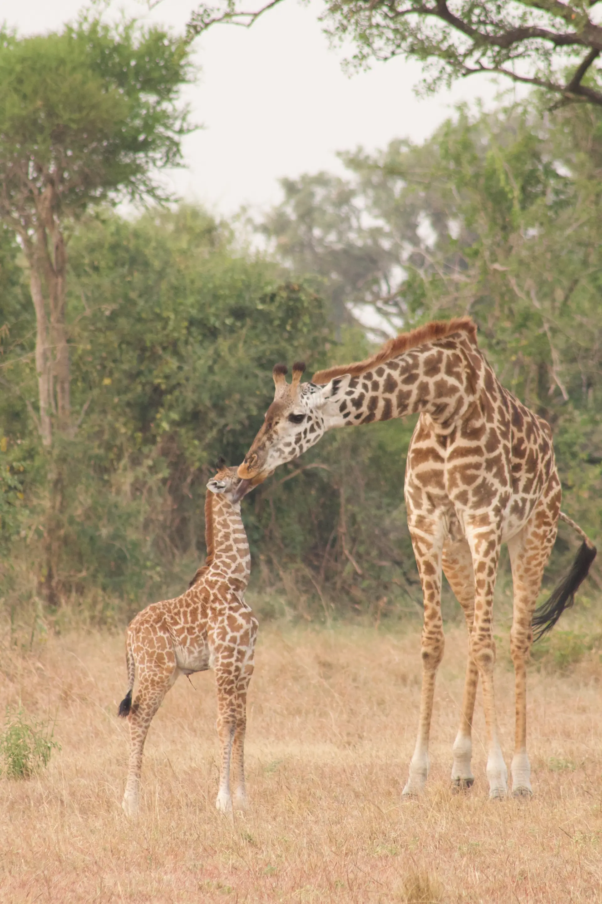 Our guests from Singapore who dined under the stars, encountered lions, cheetahs, and giraffes, and flew between AndBeyond Klein’s Camp, Grumeti Serengeti River Lodge, and Ngorongoro Crater Lodge during their unforgettable Tanzania safari